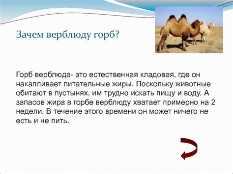 Для чего горб верблюду: Как жир верблюда превращается в воду. Зачем ...