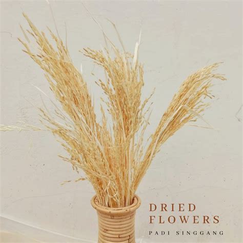 Jual Padi Kering Padi Padian Dried Flowers Bunga Kering Bunga