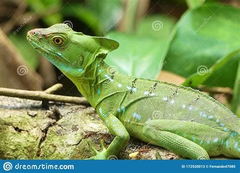 Green Basilisk Basiliscus Plumifrons Stock Image Image Of Dragon