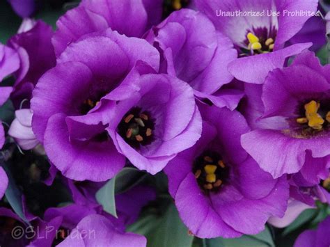 Lisianthus Eustoma Russellianum Forever Blue Garden Org