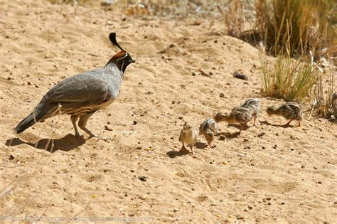 Gambel's Quail | Photos by Ron Niebrugge