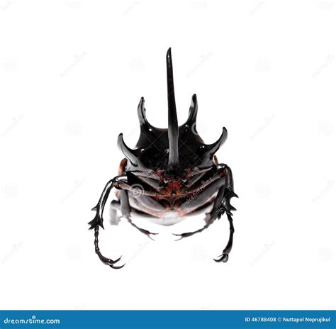 Golden Five Horned Rhino Beetle On A White Background Royalty Free