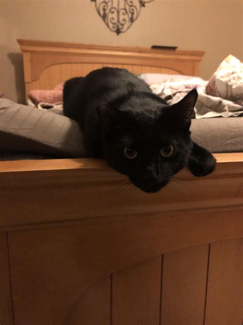 My cat follows me everywhere - garrytrak
