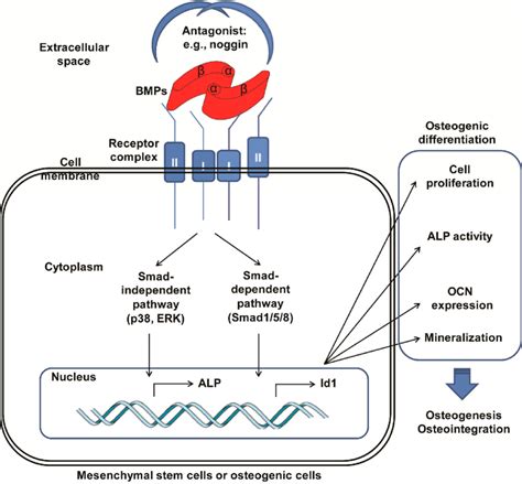 Schematic Illustrating The Signalling Of Bone Morphogenetic Proteins