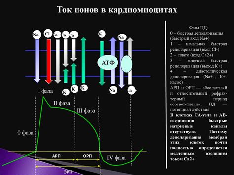 Антиаритмические препараты - презентация онлайн