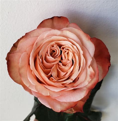 Rose Kahala Rose Perfect Peach Peach Roses