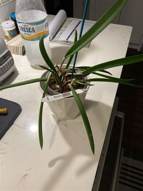 brassovola nodosa rorchids