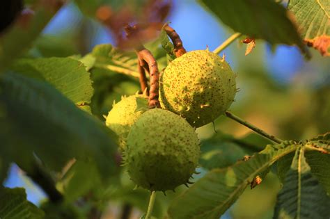 chestnut tree nature  photo  pixabay