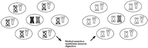 X Chromosome Methylation Based Chimerism Assay For Sex Mismatched Hematopoietic Stem Cell