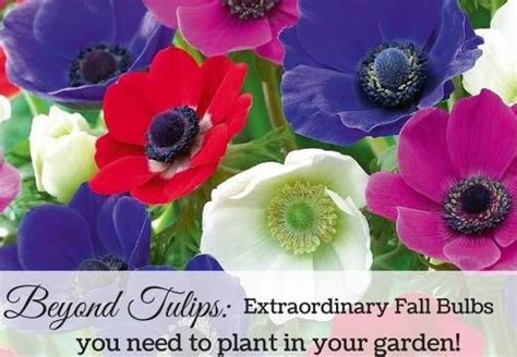 Beyond Tulips Extraordinary Spring Flowering Bulbs To Plant In Fall