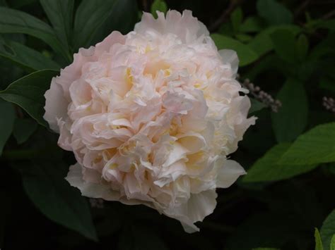 Paeonia Cheddar Cheese Cheddar Cheese Peony Garden Center Marketing
