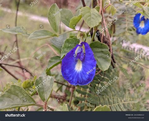 blue pea flower watercolore   royalty  licensable stock