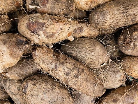 Growing Yams: Varieties, Planting Guide, Care, Problems and Harvest