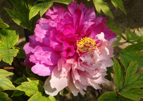 Пион древовидный Две Сестры (в тубе)