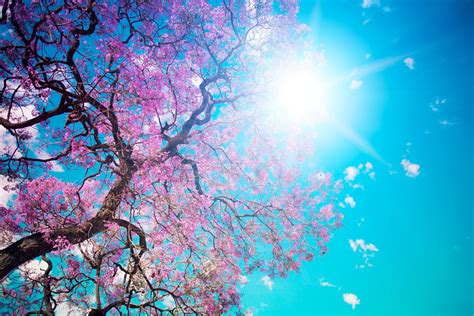 pastel spring desktop wallpaper 5