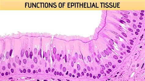 Functions of Epithelial Tissue - Rajus Biology