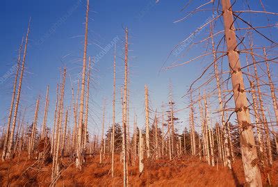 acid rain effects  plants  trees acid rains effects