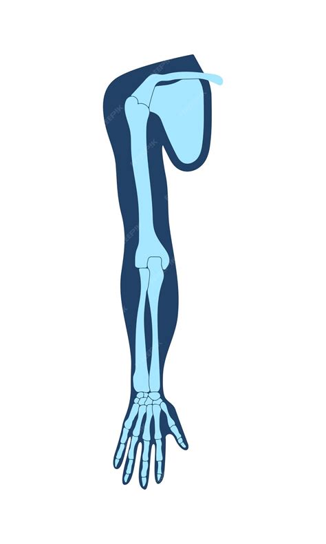 Premium Vector | Clavicle collar bone scapula shoulder blade humerus