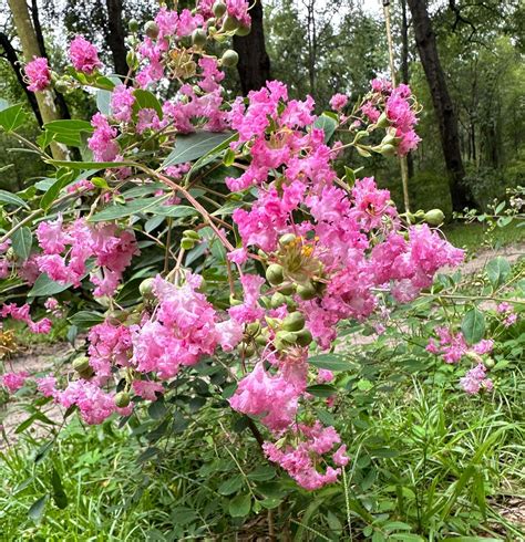 crape myrtle pink velour tree 5