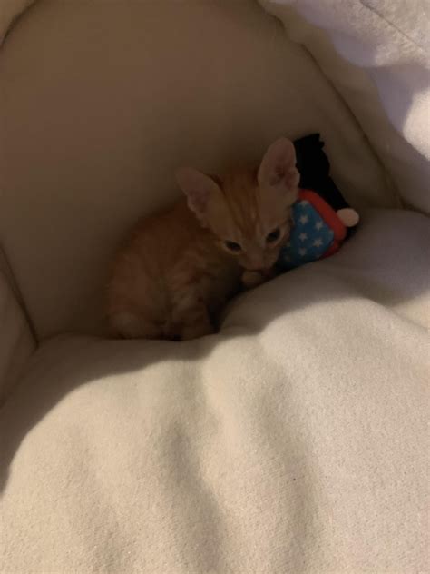 Garfield is here! (Sad beginnings but recovering : r/kittens