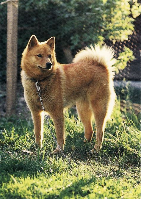 Finnish spitz | Spitz dogs, Finnish spitz, Spitz breeds