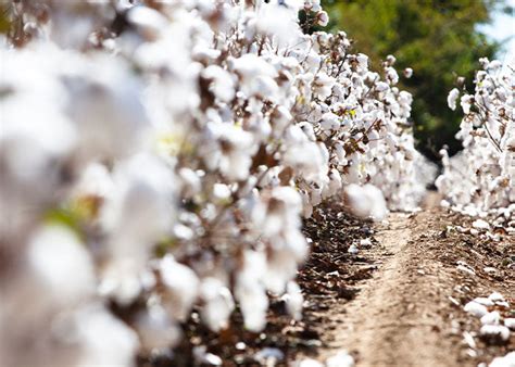 Seven Facts About Sea Island Cotton | Budd Shirts – Budd London