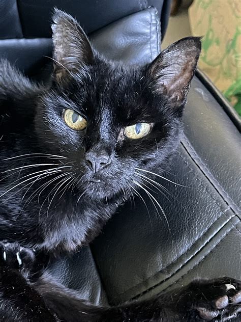 Feline immunodeficiency virus (FIV) - King Street Veterinary Hospital