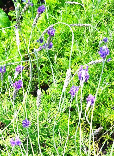 "Phenomenal" English Lavender 10" Blooming Plants No Pesticides applied