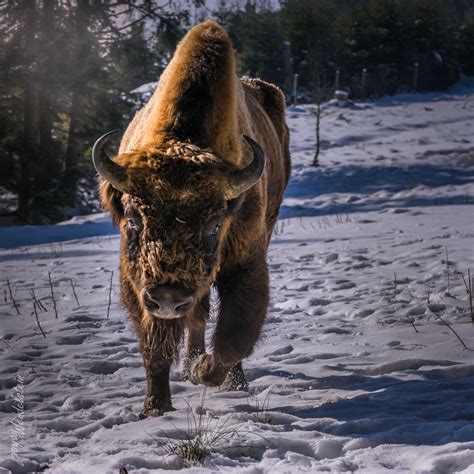 Wisent Foto & Bild | tiere, zoo, wildpark & falknerei, säugetiere ...