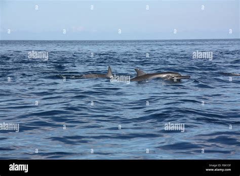 Dolphins Stock Photo Alamy