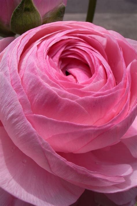 Лютики азиатские или садовые(Ranunculus asiaticus). Обсуждение на ...