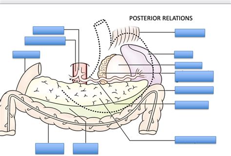 Diagram Of 2227 Upper Gi Anatomy Quizlet