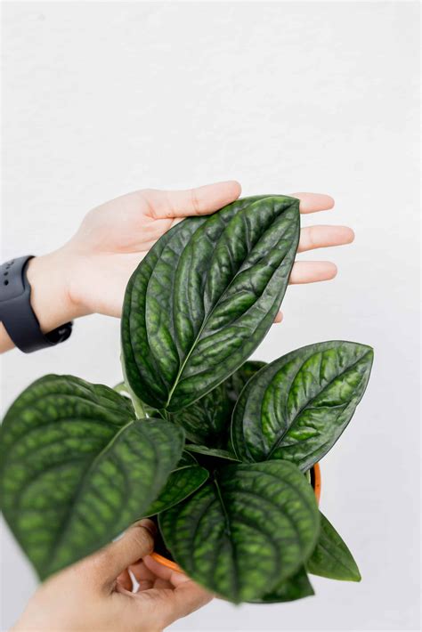 Monstera Peru aka Monstera Karstenianum - Plnt.co