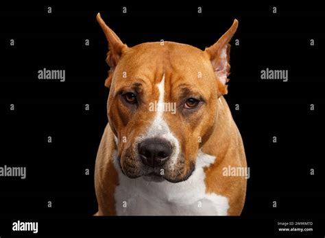 Portrait Of Brown American Staffordshire Terrier Dog Looks Scared