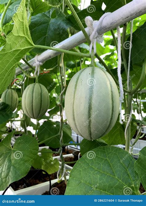 how to grow melons in minecraft 8