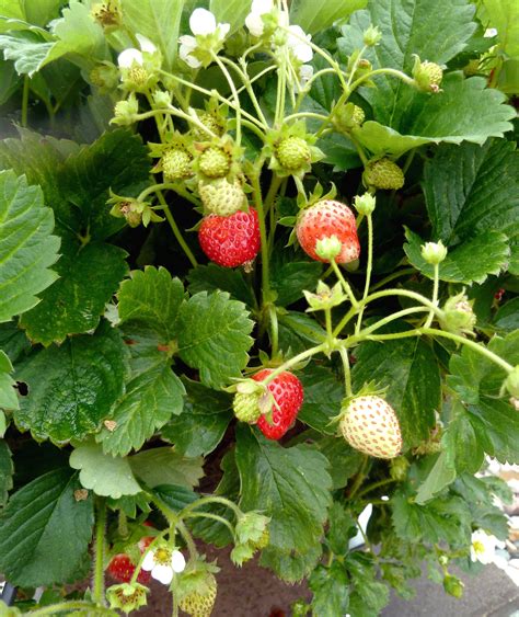 Strawberry Growing Tips