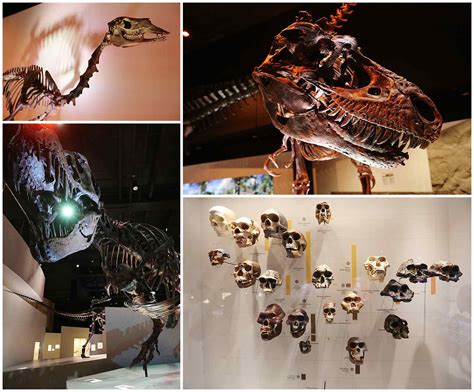 Museum of Natural Science Wedding Photos | AlexM Photography