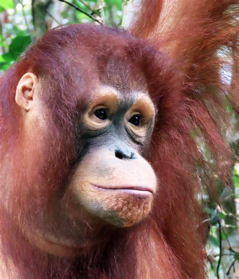 how strong are orangutans 1