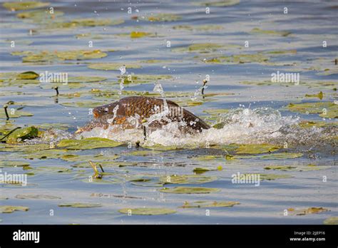 Carp Common Carp European Carp Cyprinus Carpio Spawning In A Water