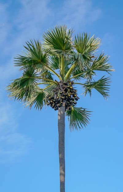 Premium Photo | A palm tree with a bunch of fruit on it