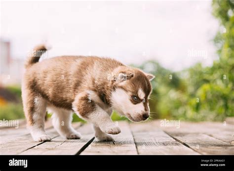 Four Week Old Husky Puppy Of White Brown Color Standing On Wooden