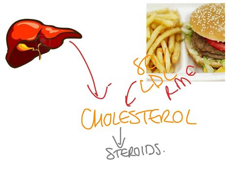 Steroid biosynthesis 1 | ShowMe