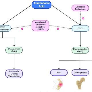 summary   cyclooxygenase  pathways   effects