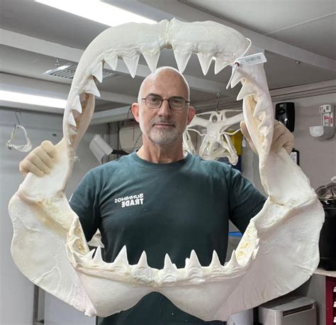White Shark Jaw Restored - Elasmo-Morph