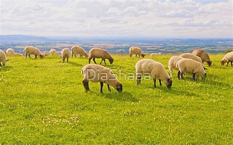 Sheep eating in a grass field in 2022 | Grass drawing, Grass field, Grass