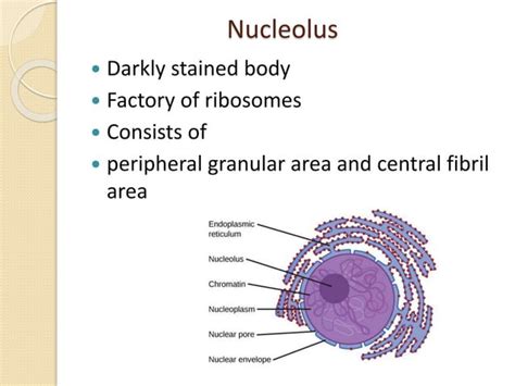 Functions of nucleus