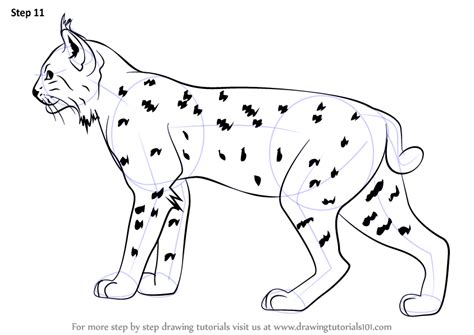 How to Draw a Bobcat (Wild Animals) Step by Step | DrawingTutorials101.com