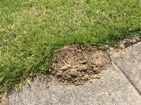 Mole Damage