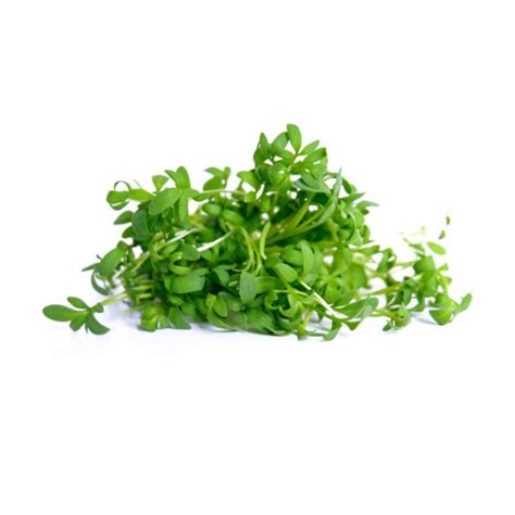 lemon balm vertical farms