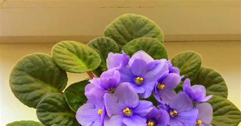 Моя прелесть ))) | Пикабу